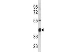 Txnip antibody western blot analysis in mouse stomach tissue lysate. (TXNIP 抗体  (AA 116-145))