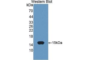 Western Blotting (WB) image for anti-Acylphosphatase 2, Muscle Type (Acyp2) (AA 2-106) antibody (ABIN7444754)