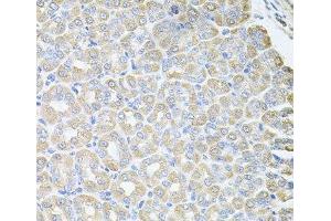 Immunohistochemistry of paraffin-embedded Mouse stomach using SKAP2 Polyclonal Antibody at dilution of 1:100 (40x lens). (SKAP2 抗体)