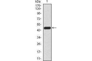 Western blot analysis using WNT3A mAb against human WNT3A (AA: 170-352) recombinant protein.