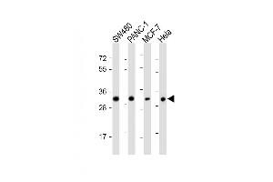 All lanes : Anti-OR7C2 Antibody at 1:1000 dilution Lane 1: S whole cell lysate Lane 2: NC-1 whole cell lysate Lane 3: MCF-7 whole cell lysate Lane 4: Hela whole cell lysate Lysates/proteins at 20 μg per lane. (OR7C2 抗体  (AA 286-319))