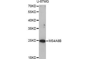 Western blot analysis of extracts of U-87MG cells, using MS4A8B antibody (ABIN5998264) at 1/1000 dilution. (Membrane-Spanning 4-Domains, Subfamily A, Member 8 (MS4A8) 抗体)