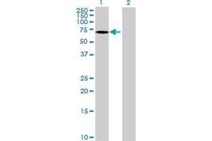 Western Blot analysis of GRB10 expression in transfected 293T cell line ( H00002887-T02 ) by GRB10 MaxPab polyclonal antibody. (GRB10 抗体  (AA 1-536))