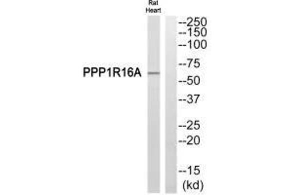PPP1R16A Antikörper