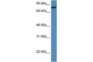 WB Suggested Anti-Rfwd2 Antibody   Titration: 1. (RFWD2 抗体  (Middle Region))