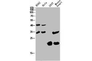 Western Blot analysis of various cells using Antibody diluted at 1:1000. (CCL27 抗体  (Internal Region))