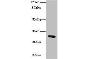 Western blot All lanes: UPK3A antibody IgG at 1. (Uroplakin 3A 抗体  (AA 19-207))
