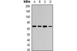 Western blot analysis of NF-kappaB p65 (AcK218) expression in HEK293T (A), SHSY5Y (B), mouse brain (C), mouse spleen (D) whole cell lysates. (NF-kB p65 抗体  (acLys218))