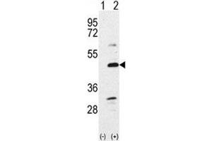 Western Blotting (WB) image for anti-Bone Morphogenetic Protein 7 (BMP7) (AA 15-44) antibody (ABIN3030181)