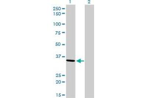 Western Blot analysis of AKR7A2 expression in transfected 293T cell line by AKR7A2 monoclonal antibody (M01), clone 2A6. (AKR7A2 抗体  (AA 1-330))