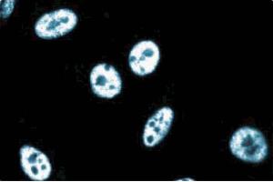 Immunoflourescence staining of human endothelial cells. (CG7626 Gene Product From Transcript CG7626-RA (SPT5) (AA 866-985) 抗体)