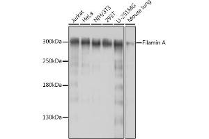 Western blot analysis of extracts of various cell lines, using Filamin A antibody (ABIN7267206) at 1:1000 dilution. (Filamin A 抗体  (C-Term))
