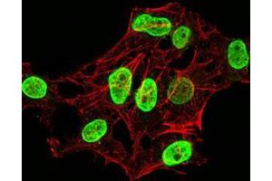 Immunofluorescence analysis of HeLa cells using HIST2H4A(20Me) mouse mAb (green). (Histone Cluster 2, H4a (HIST2H4A) (meLys20) 抗体)