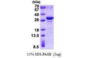 Figure annotation denotes ug of protein loaded and % gel used. (MXD3 蛋白)