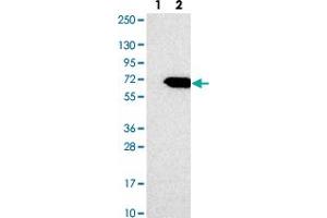 Western blot analysis of Lane 1: Negative control (vector only transfected HEK293T lysate). (Caspase Activity and Apoptosis Inhibitor 1 (CAAP1) 抗体)