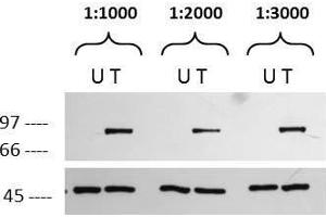 Western blot using  affinity purified anti-p90 RSK1 pS732 antibody. (RPS6KA1 抗体  (C-Term, pSer732))