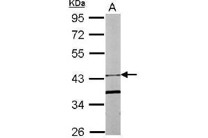WB Image Sample (20 ug of whole cell lysate) A: Human ESC 10% SDS PAGE antibody diluted at 1:1000 (FBXO15 抗体)