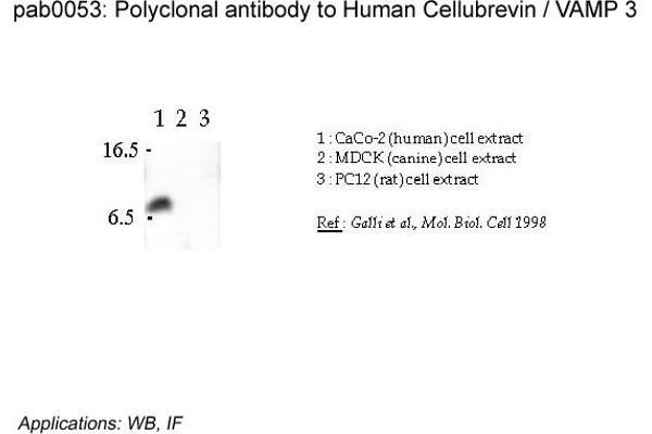 VAMP3 antibody  (N-Term)