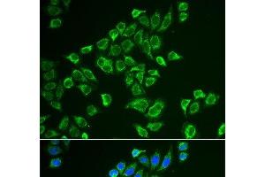 Immunofluorescence analysis of HeLa cells using TAC3 Polyclonal Antibody (Tachykinin 3 抗体)