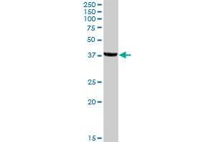 JAM3 MaxPab rabbit polyclonal antibody. (JAM3 抗体  (AA 1-310))