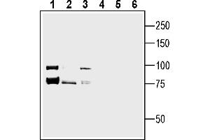 1-3. (Cadherin 13 抗体  (Extracellular, N-Term))
