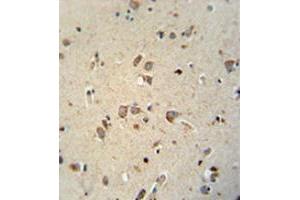 Immunohistochemistry analysis in human brain tissue (Formalin-fixed, Paraffin-embedded) using NIPA4 Antibody  (N-term), followed by peroxidase conjugated secondary antibody and DAB staining. (NIPAL4 抗体  (N-Term))