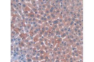 IHC-P analysis of Mouse Tissue, with DAB staining. (ANGPTL3 抗体  (AA 237-455))
