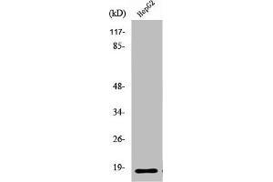 Western Blot analysis of HeLa cells using Ribosomal Protein L12 Polyclonal Antibody (RPL12 抗体  (Internal Region))