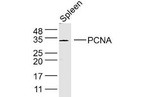 Mouse spleen lysates probed with PCNA Polyclonal Antibody, Unconjugated  at 1:300 dilution and 4˚C overnight incubation. (PCNA 抗体  (AA 151-261))