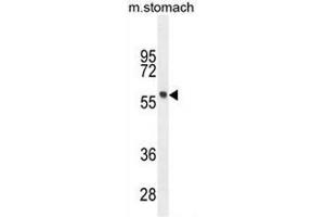 FEZF1 Antibody (N-term) western blot analysis in mouse stomach tissue lysates (35µg/lane). (FEZF1 抗体  (N-Term))