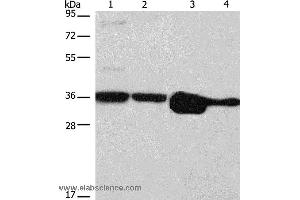 Western blot analysis of Hela, NIH/3T3, A172 and A431 cell, using ELAVL1 Polyclonal Antibody at dilution of 1:800 (ELAVL1 抗体)