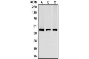 Western blot analysis of Creatine Kinase M expression in HeLa (A), NIH3T3 (B), H9C2 (C) whole cell lysates. (CKM 抗体  (N-Term))