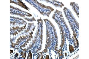 IHC analysis of Btc using anti-Btc antibody (ABIN7601294). (Betacellulin 抗体  (AA 32-111))