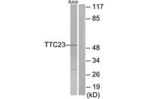 Western blot analysis of extracts from RAW264. (TTC23 抗体  (AA 341-390))