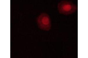 af3423 staining C2C12 cells by ICC/IF.