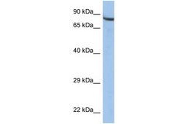 ZNF630 anticorps  (AA 251-300)