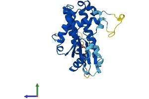 AlphaFold protein structure predicition of Human Recombinant DCK Protein, UniprotID P27707