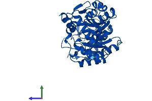 Protein Structure (PS) image for Aminolevulinate Dehydratase (ALAD) (AA 1-330) protein (His tag) (ABIN7562826)