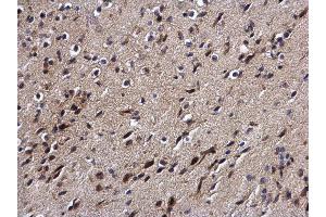 IHC-P Image DPF2 antibody detects DPF2 protein at cytoplasm and nucleus on mouse brain by immunohistochemical analysis. (DPF2 抗体  (Center))