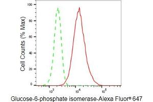 Flow cytometric analysis of Glucose-6-phosphate isomerase expression in HeLa cells using Glucose-6-phosphate isomerase antibody (ABIN7798734), 1:2,000). (Recombinant GPI 抗体)
