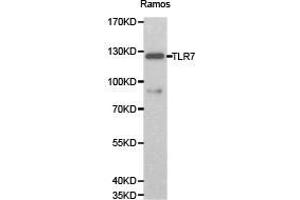 Western Blotting (WB) image for anti-Toll-Like Receptor 7 (TLR7) antibody (ABIN1875113) (TLR7 抗体)