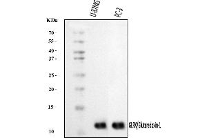 Western blot analysis of Glutaredoxin 1/GLRX using anti-Glutaredoxin 1/GLRX antibody (ABIN7598941). (Glutaredoxin 1 抗体  (AA 1-106))