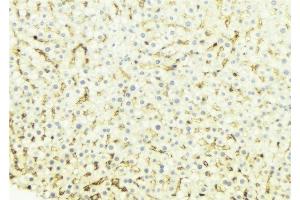 ABIN6274659 at 1/100 staining Mouse liver tissue by IHC-P. (CYP4B1 抗体  (Internal Region))