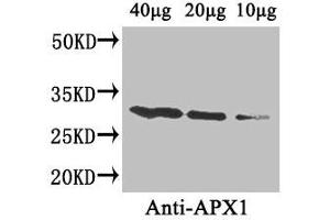 Western Blot Positive WB detected in: Arabidopsis thaliana (40 μg, 20 μg, 10 μg) All lanes: APX1 antibody at 4 μg/mL Secondary Goat polyclonal to rabbit IgG at 1/50000 dilution Predicted band size: 28 kDa Observed band size: 28 kDa (APX1 (AA 3-247) 抗体)