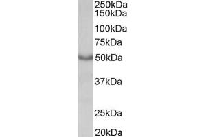 Western Blotting (WB) image for anti-Muscarinic Acetylcholine Receptor M1 (CHRM1) antibody (ABIN5924735) (CHRM1 抗体)