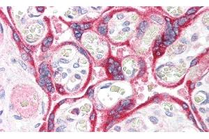 Immunohistochemistry (IHC) image for anti-Amiloride Binding Protein 1 (Amine Oxidase (Copper-Containing)) (ABP1) (AA 347-466) antibody (ABIN7432325)