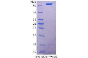 SDS-PAGE (SDS) image for Caspase 12 (Gene/pseudogene) (CASP12) (AA 1-413) protein (His tag,GST tag) (ABIN2122558)