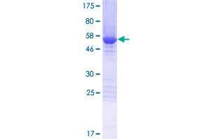 FAM49B Protein (AA 1-324) (GST tag)