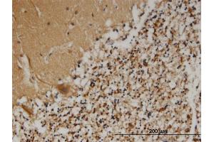 Immunostaining (ISt) image for anti-Proprotein Convertase Subtilisin/kexin Type 1 Inhibitor (PCSK1N) (AA 173-260) antibody (ABIN525980)