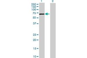 Western Blot analysis of FLJ31438 expression in transfected 293T cell line by FLJ31438 MaxPab polyclonal antibody. (C2orf63 抗体  (AA 1-586))